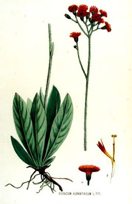 Fox-and-cubs