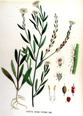 Farsetia incana