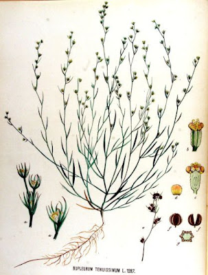 Bupleuro grappoloso