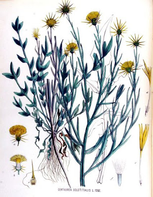 St. Barnaby's thistle