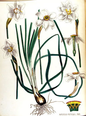 Narcissus poeticus L.