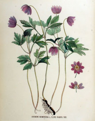 Anemonoides nemorosa (L.) Holub