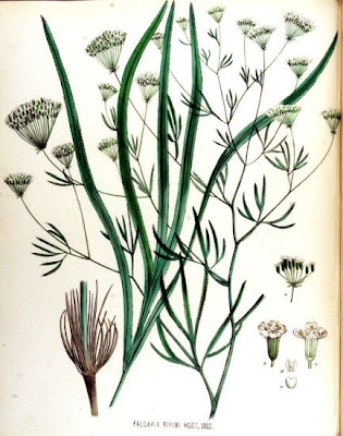 Falcaria rivini