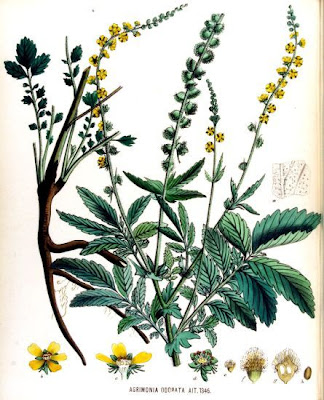 Fragrant agrimony Fragrant agrimony