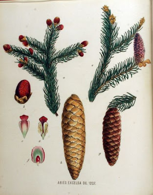 Abies excelsa
