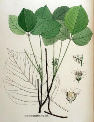 Rhus toxicodendron L.