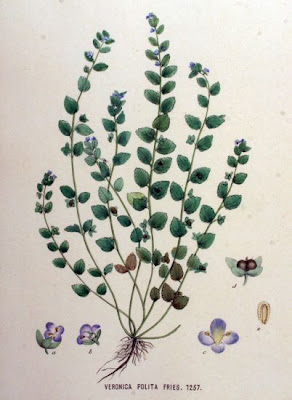 Veronica lucida
