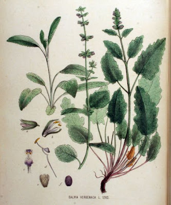Salvia verbenaca L.