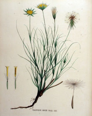 Barba di becco comune
