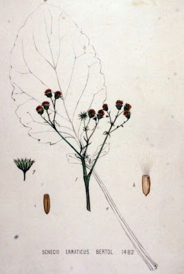 Jacobaea erratica,
Senecione dei fossi