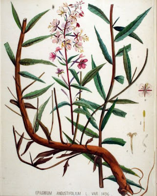 Erba di S. Antonio
