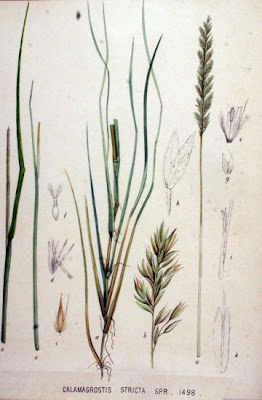 Narrowspike reedgrass