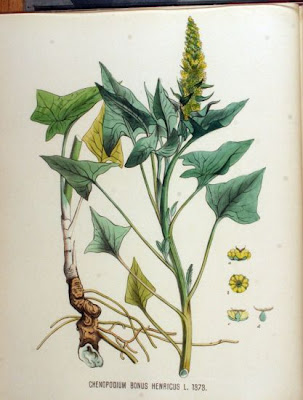 Farinello buon-enrico