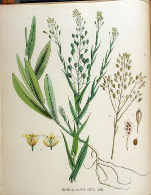Camelina pilosa
