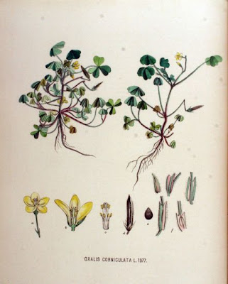 Oxalis cornicul�e