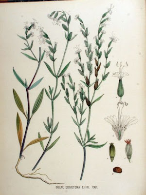 Dichotoma silene Dichotoma silene