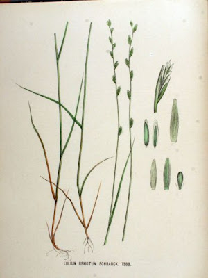 Flaxfield Ryegrass