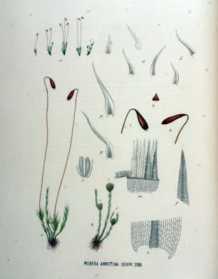 Webera annotina