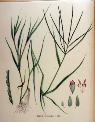 Hairy crabgrass