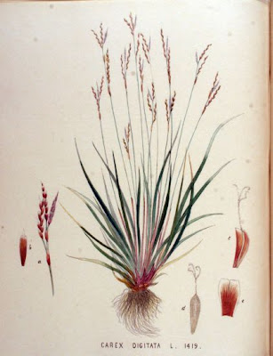 Fingered Sedge Fingered Sedge