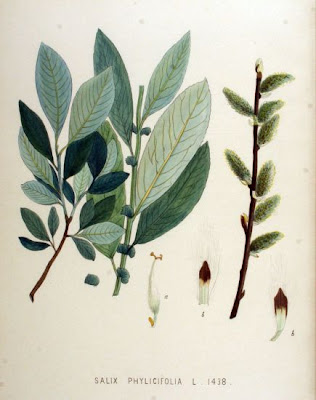 Tea-leaf willow Tea-leaf willow