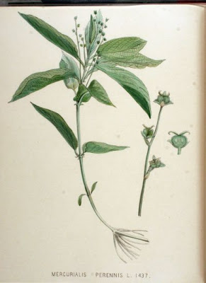 Dog's mercury Dog's mercury