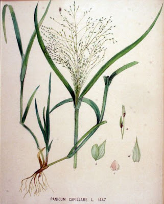 Common panic grass Common panic grass