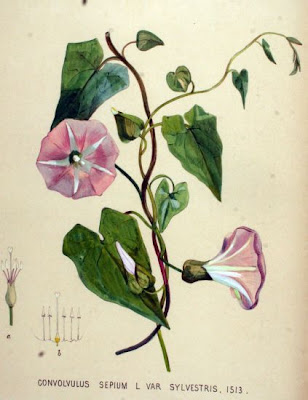 Hedge bindweed Hedge bindweed