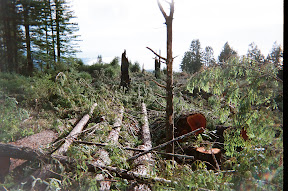 Logging Sign