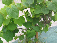 IMG_2681.JPG