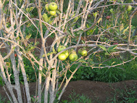 IMG_6069.JPG
