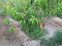 IMG_6061.JPG