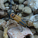 Goldenrod Soldier Beetle