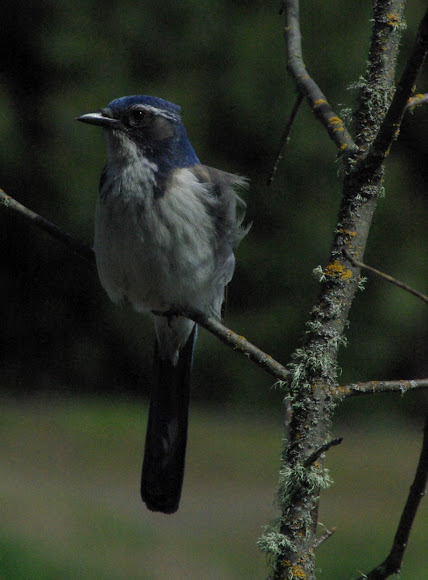 Spotting Image 1