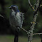 Western Scrub Jay