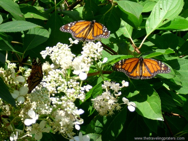 [botanical garden butterfly house 052[6].jpg]