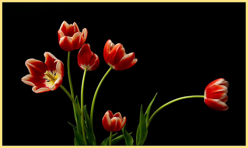 "Tulips" - Dave Hancock