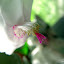 2010 Moms White Orchid 02.10