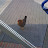 ..und plötzlich stand ein Huhn vor der Firma