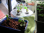 Tri-star in AG3 and home-made DWC set-up 08 Apr 2009