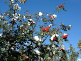 DSC04938.JPG