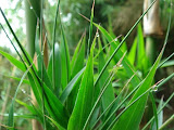 sn_14_kt (14).JPG