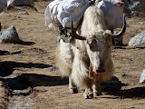nepal_3 (364).JPG