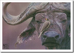 cape-buffalo-prints