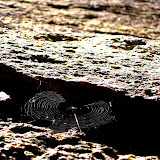 IMG_0010.JPG