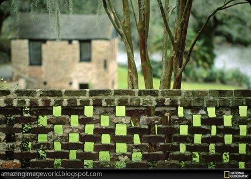 LIFE IN COLOUR GREEN