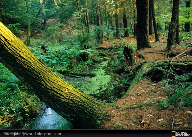 [LIFE IN COLOUR_GREE006[5].jpg]