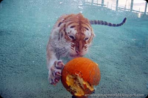 Bengal Tiger smashes pumpkins 001