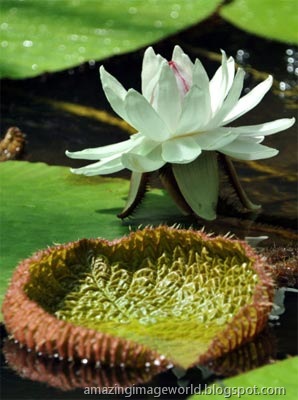 [Victoria Regia001[3].jpg]