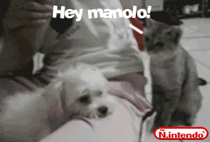 http://lh3.ggpht.com/_vf5biix18p0/TFruBug-s3I/AAAAAAAAABo/MKWpe24Gi7o/gatos.gif